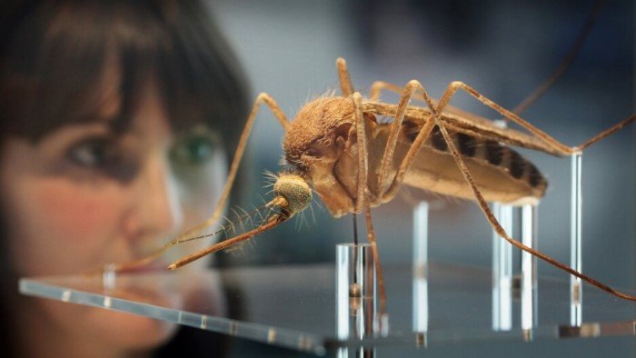 Для чего США выпускают на волю 750 миллионов генетически модифицированных комаров и к чему это может привести