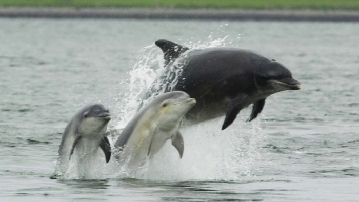 Почему язык дельфинов круче человеческого? Потому что это единственный межвидовой язык!