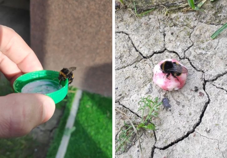 20 человек, которые стали для животных настоящими ангелами-хранителями