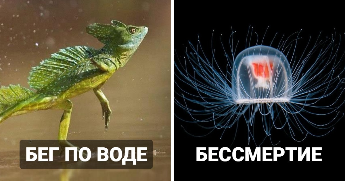 12 реальных живых существ, чьи способности дадут фору любому супергерою