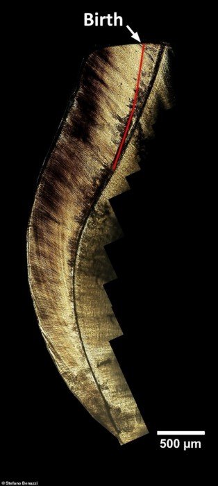 Ученые выяснили, что общего у детей неандертальцев и современных младенцев