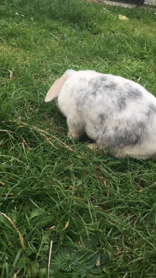 17 доказательств того, что животные по-разному реагируют на сырость за окном