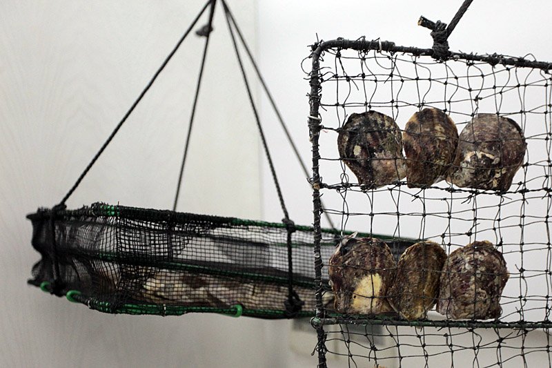 Как выращивают жемчуг