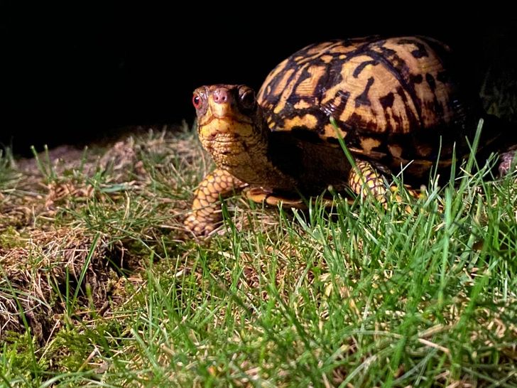 20+ животных, которые без доли стеснения вторглись в жизнь человека