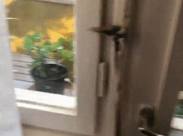 20+ животных, которые без доли стеснения вторглись в жизнь человека