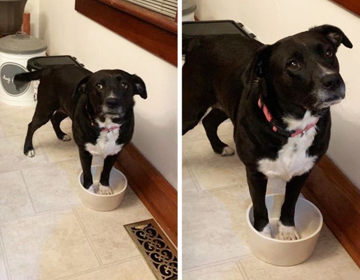 15 ошибок в воспитании, которые могут дорого обойтись каждому владельцу собаки