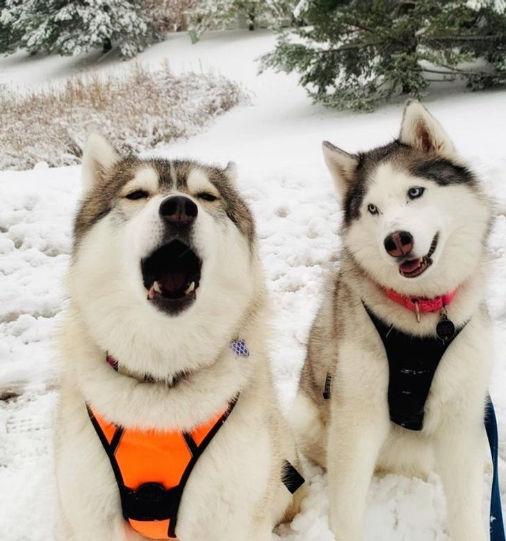 25+ фотодоказательств того, что хаски — собаки не для слабаков