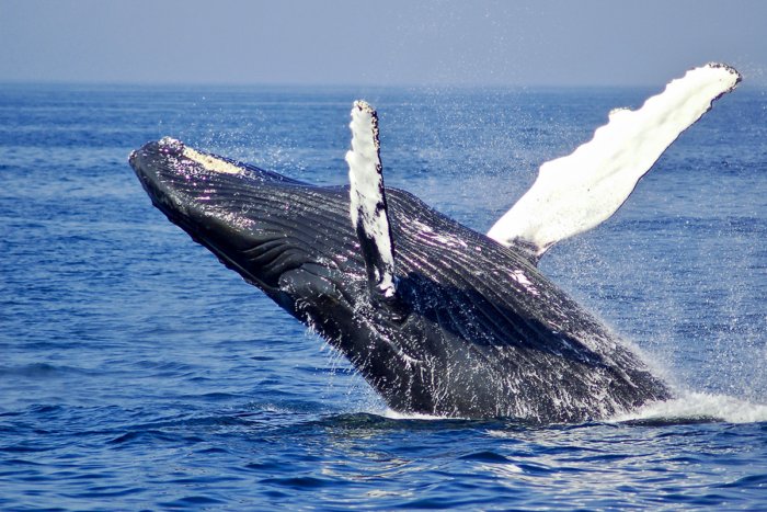 Зачем киты выбрасываются на берег?