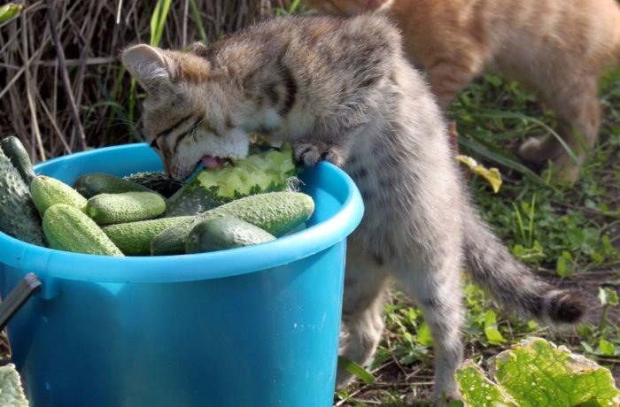 Почему коты боятся огурцов и бананов?