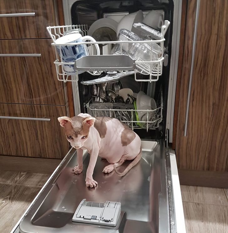 20+ котов, которые облегчают жизнь своим хозяевам как могут