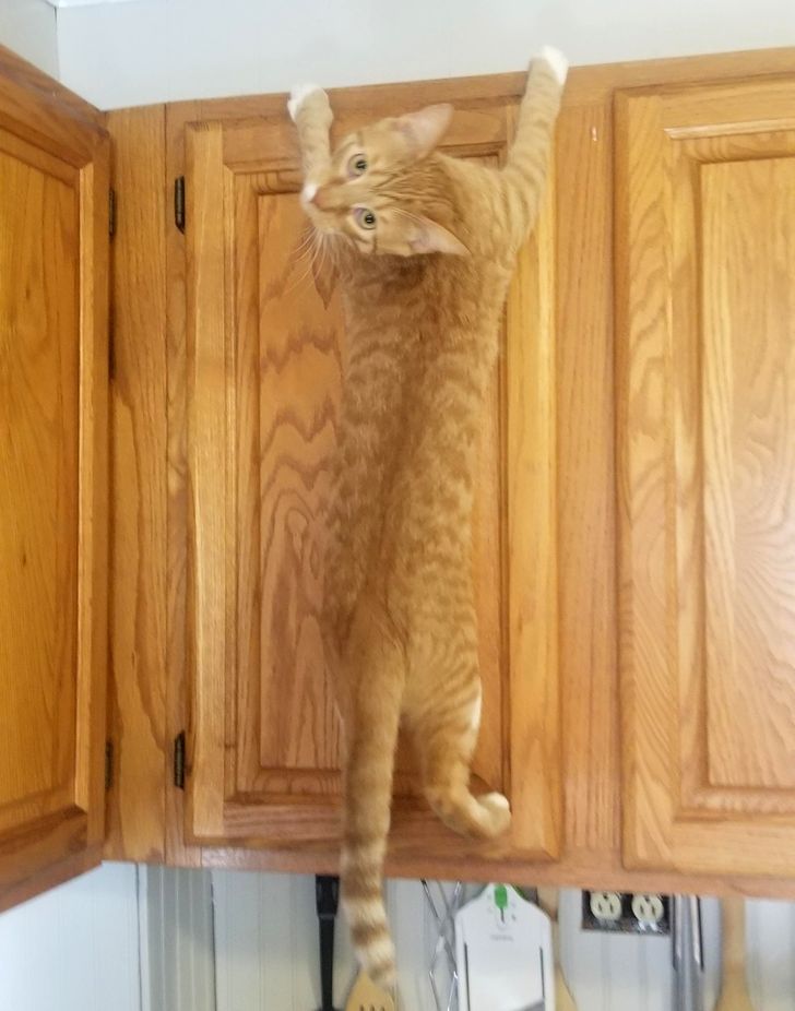 20+ котов, которые облегчают жизнь своим хозяевам как могут