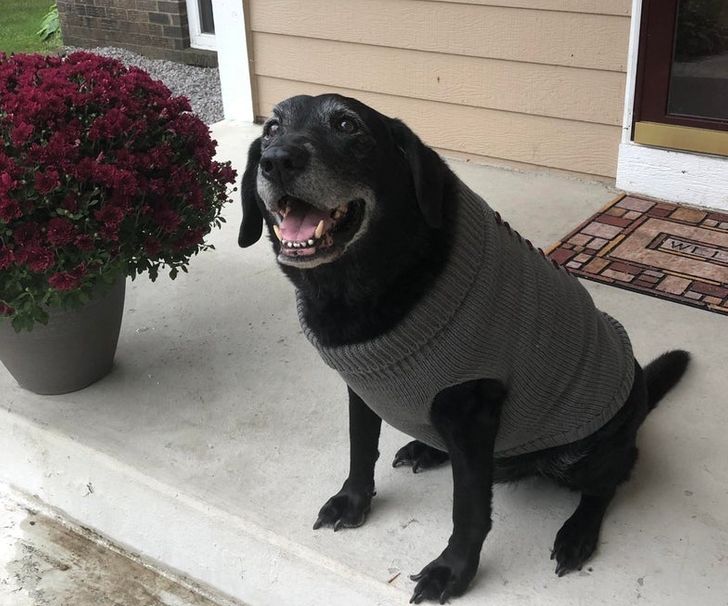 18 доказательств того, что в душе каждой большой собаки живет маленький испуганный щеночек