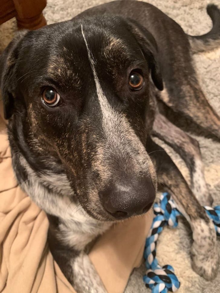 18 доказательств того, что в душе каждой большой собаки живет маленький испуганный щеночек