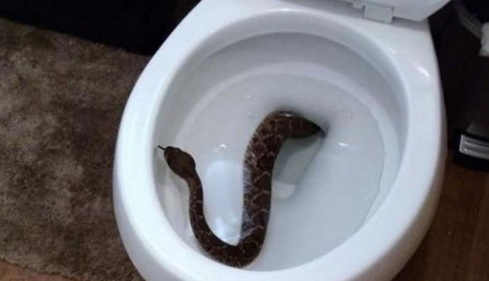 Почему в Австралии всё ядовитое и хочет убивать?