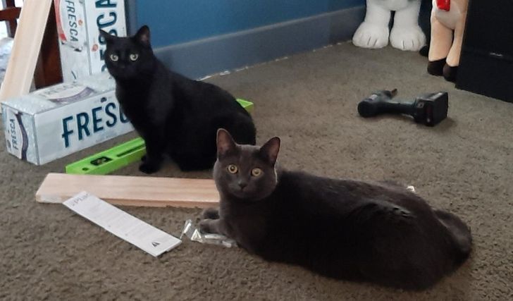 20 историй, как люди завели больше одного кота и вдруг поняли, насколько же это круто