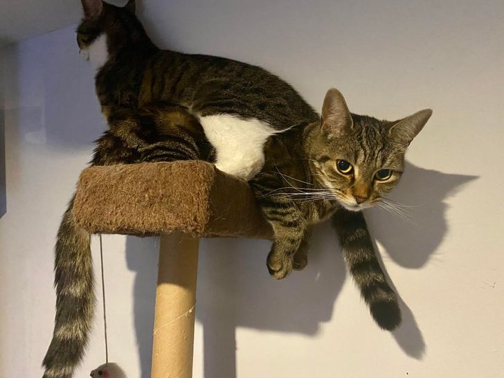 20 историй, как люди завели больше одного кота и вдруг поняли, насколько же это круто