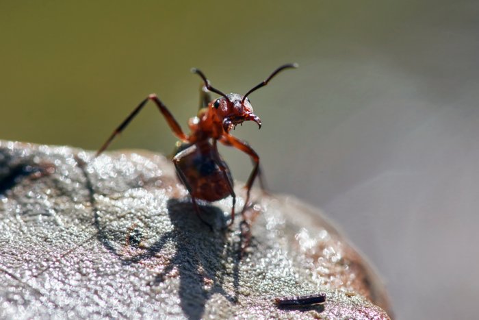 Парадокс муравья на канате