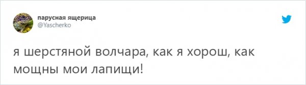 твит про волчару