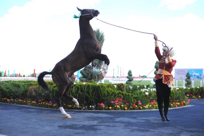 Ахалтекинец: Способности «совершенной» породы лошадей. Почему она претендует на идеал?