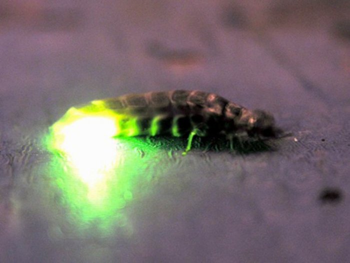 Иван-червь: Каков он, основной русский светлячок? Когда и где их можно увидеть? Иван-червь: Каков он, основной русский светлячок? Когда и где их можно увидеть?