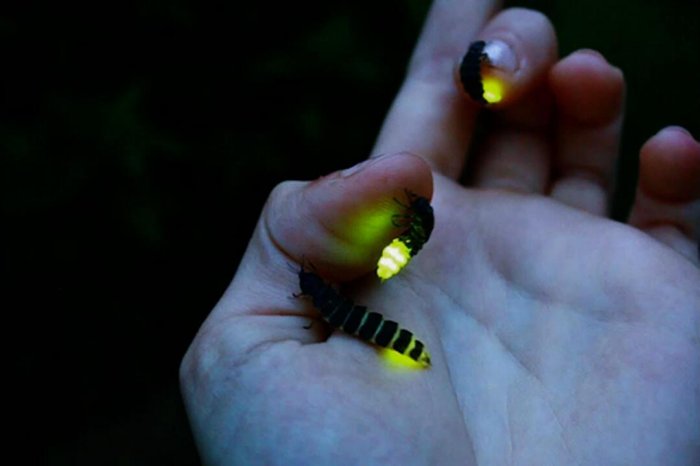 Иван-червь: Каков он, основной русский светлячок? Когда и где их можно увидеть? Иван-червь: Каков он, основной русский светлячок? Когда и где их можно увидеть?
