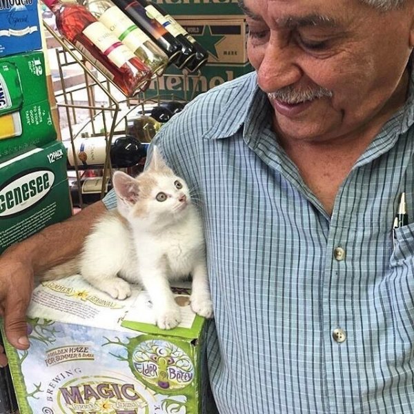 30 наглых котеек, которые превратили магазины в свои владения 30 наглых котеек, которые превратили магазины в свои владения