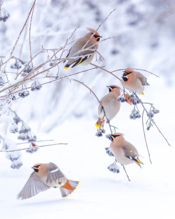 Красота зимней Финляндии на снимках Юкка Рисикко Красота зимней Финляндии на снимках Юкка Рисикко