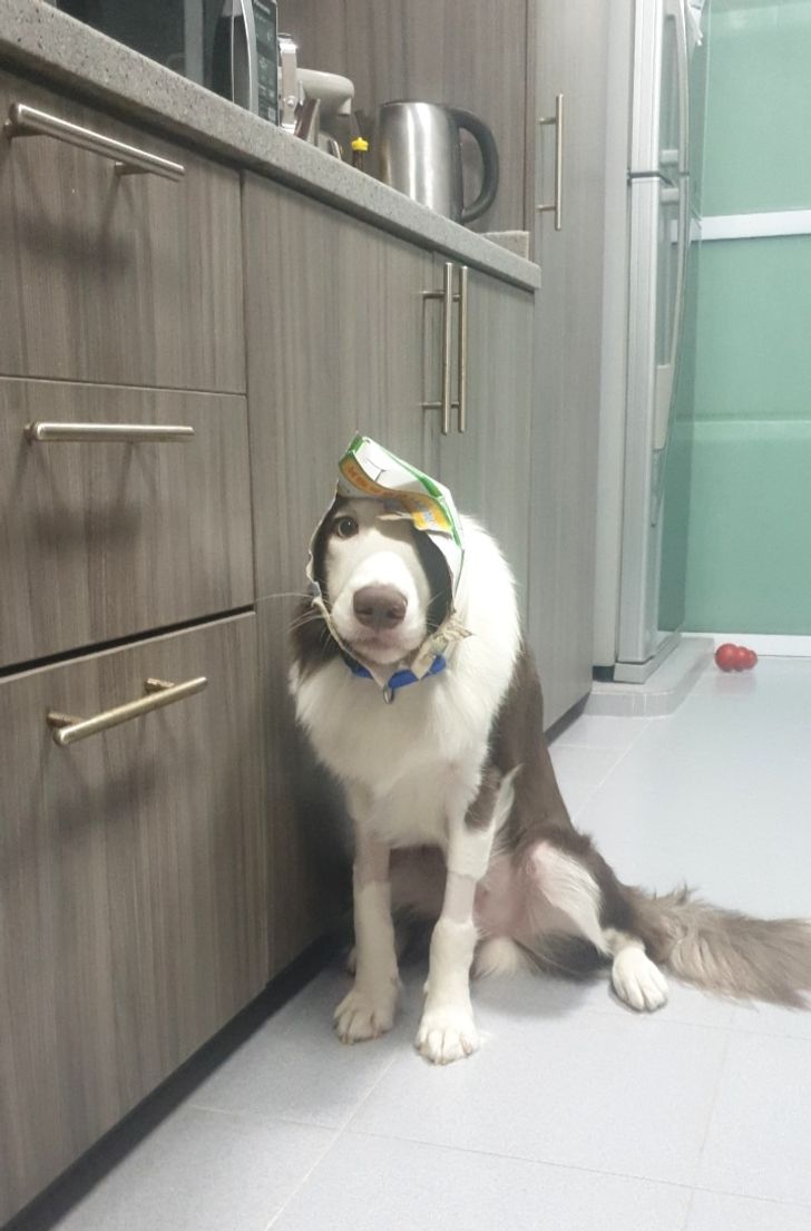 20+ шерстяных негодников, у которых нет ни стыда ни совести