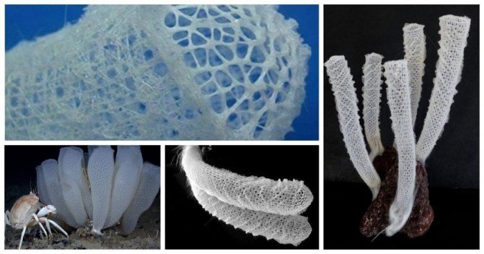 Биоинженерия будущего: как стекло, живущее на морском дне, поможет нам освоить космос Биоинженерия будущего: как стекло, живущее на морском дне, поможет нам освоить космос