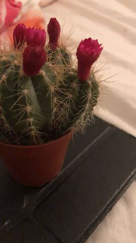 17 человек, которые хотели просто потратить свои деньги, а их провели, как малых детей