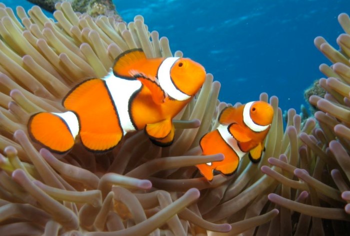 Природа наделила рыб-клоунов уникальными свойствами - возможностью сменить пол / Фото: kotsobaka.com Природа наделила рыб-клоунов уникальными свойствами - возможностью сменить пол / Фото: kotsobaka.com