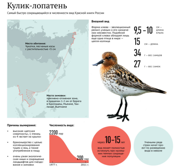 Внимание ученых всего мира к поселку Майна привлекает маленькая птичка кулик / Фото: amureco.ru
