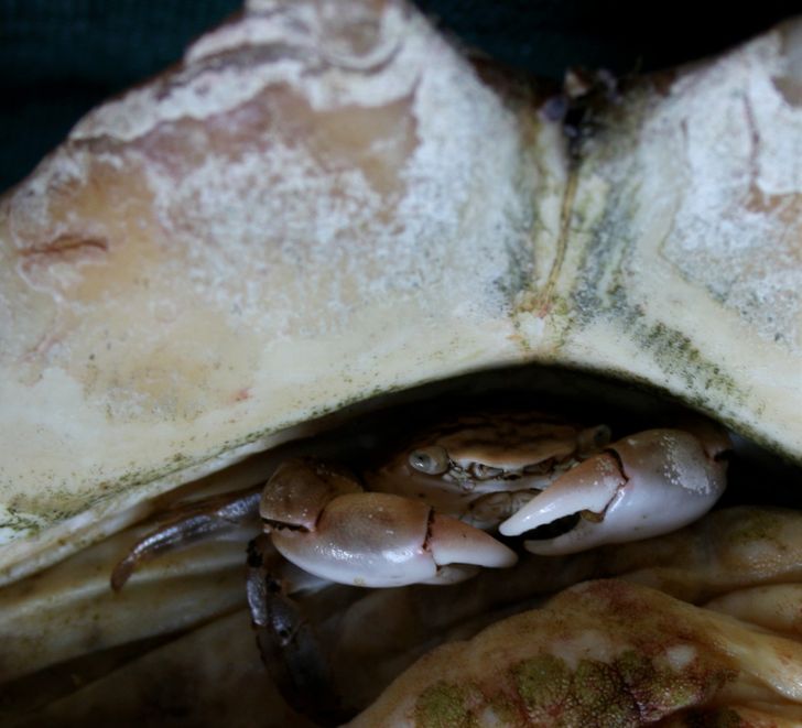 19 фактов о животных, которые могут и ошарашить, если узнавать их без психологической подготовки