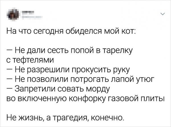 Подборка забавных твитов о котах