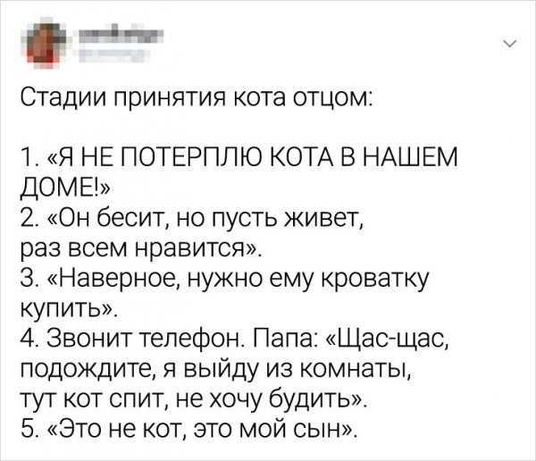 Подборка забавных твитов о котах
