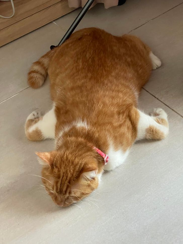 20 животных, хозяева которых не знали, за что им хвататься — за камеру или за голову