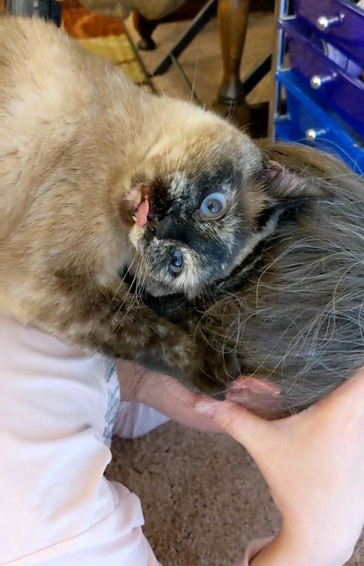 20 животных, хозяева которых не знали, за что им хвататься — за камеру или за голову