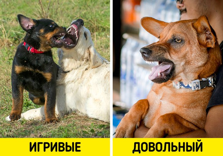 10 собачьих привычек, которые мы все это время понимали неправильно