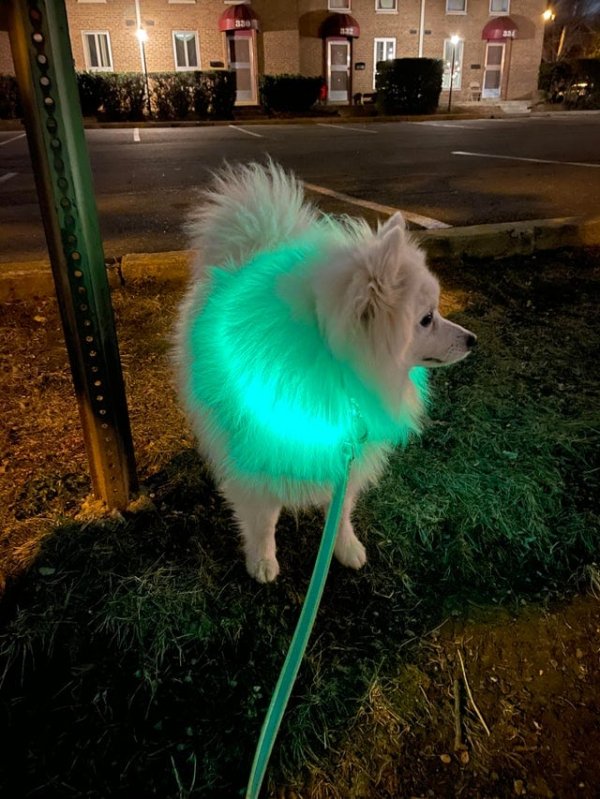 Светящийся ошейник для собаки. И стильно, и питомец не потеряется из виду