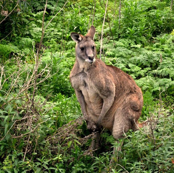 18 габаритных животных, у которых размер — главный козырь в любых вопросах