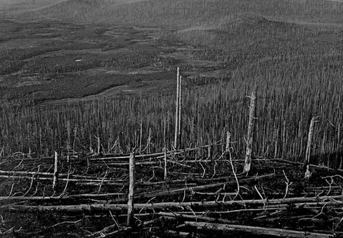 Взрывная волна уничтожила все живое в радиусе 40 км / Фото: theecology.net