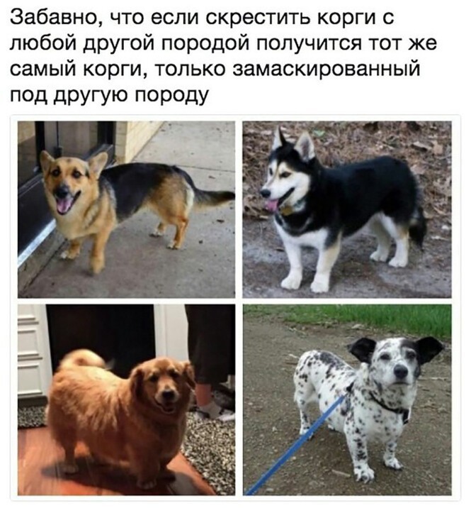 Смешные и познавательные картинки