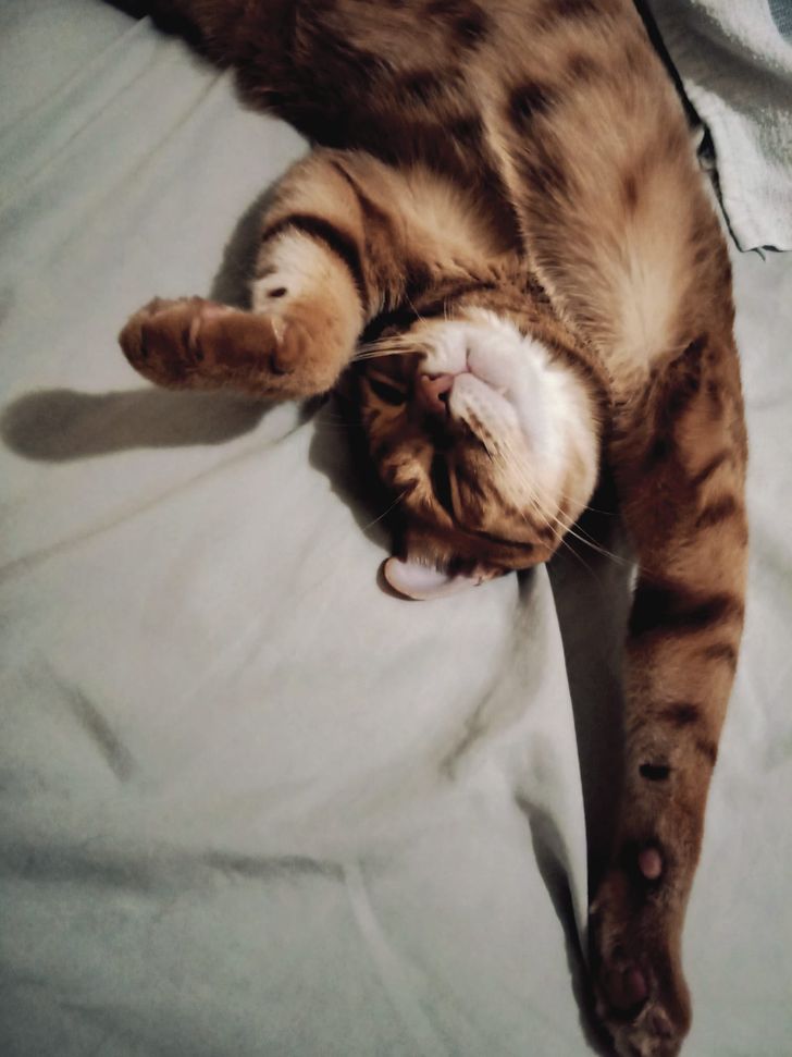 19 хвостатых питомцев, которые встретили своего человека и получили билет в лучшую жизнь