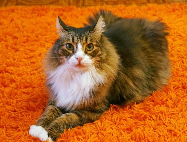 19 хвостатых питомцев, которые встретили своего человека и получили билет в лучшую жизнь