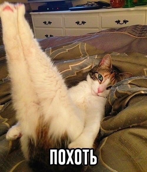 Семь пушистых грехов