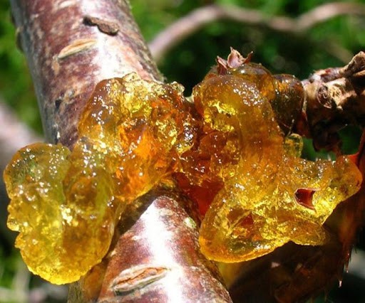 А обглодать смолу с дерева