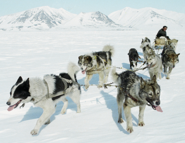 Фото №3 - Удивительная история ездовых собак в СССР