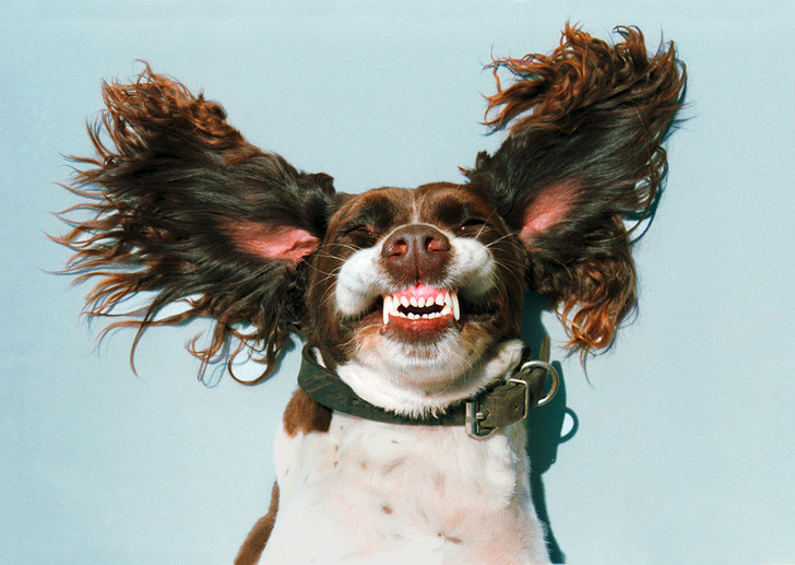 Фото №6 - Псыхология: краткая история дружбы собак и людей