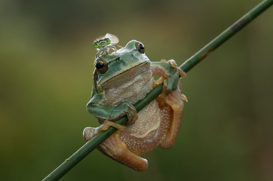 Фотография: Этот забавный макромир №3 - BigPicture.ru