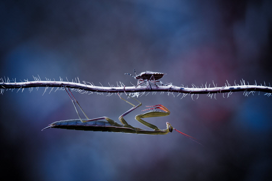 Фотография: Этот забавный макромир №10 - BigPicture.ru